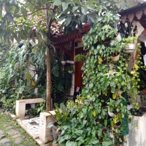 Taman Mini di Pekarangan Rumah