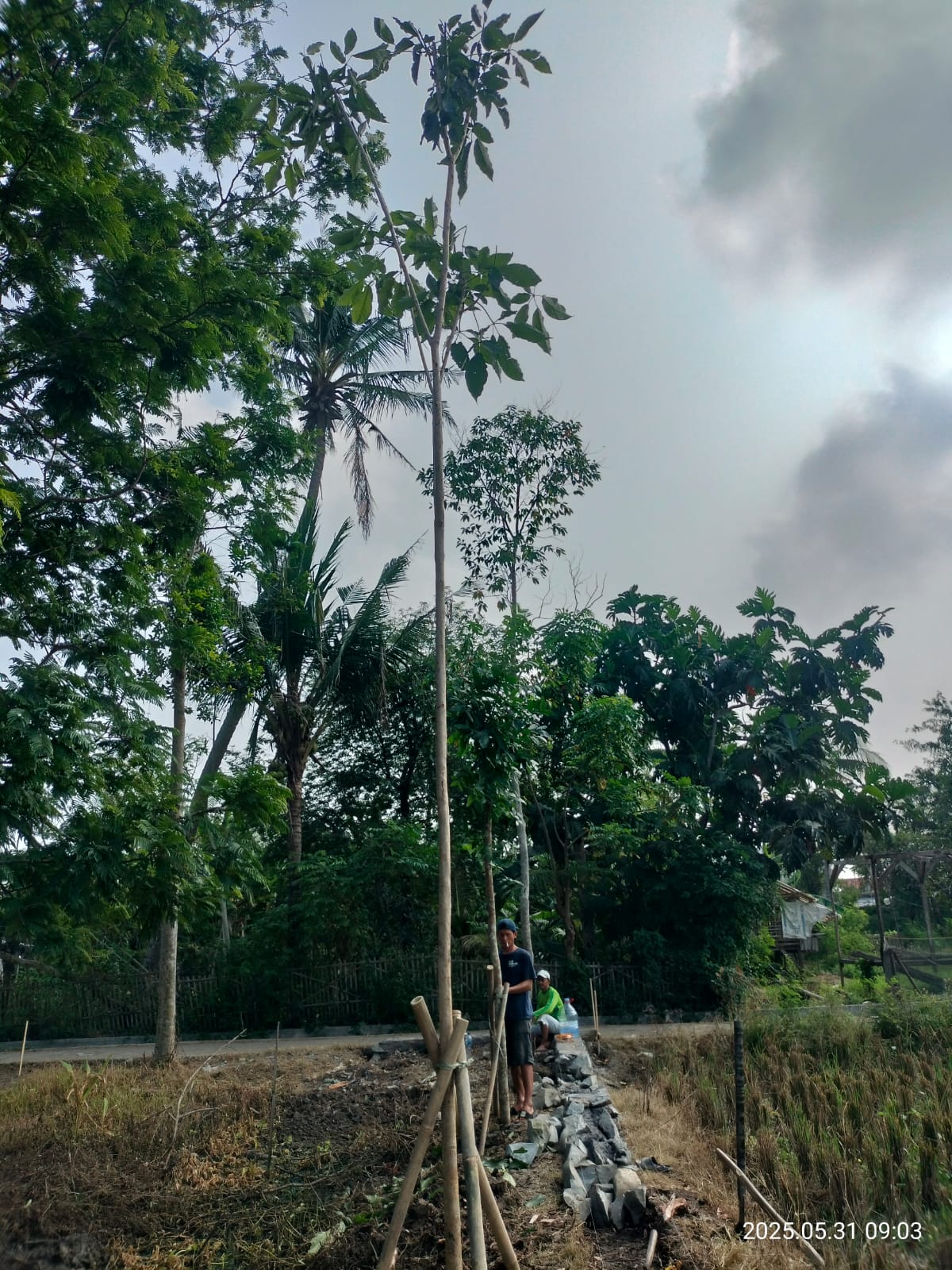 Alhamdulillah, Wakaf Pohon Sudah Dimulai